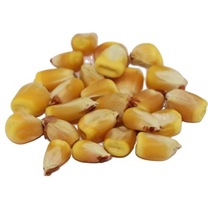 Phổ Biến Ngô Vàng Cao Cấp Ngô Cho Nông Nghiệp Động Vật Dinh Dưỡng Chế Biến Thực Phẩm Thức Ăn Nhà Máy Và Người Mua Quốc Tế - Product Image 4