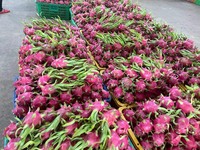 Vietnam Export Grade Drakenfruit Met Felrode Schil En Witte Vleeszoete Smaak Ideaal Voor Supermarkten En Importeurs
