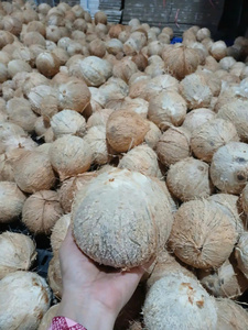Coco Maduro de Ben Tre, Vietnam, Totalmente Descascarado, Grado de Exportación, Pulpa Blanca Espesa, Alto Contenido de Aceite, 100% Natural, TINIMEX, Procesamiento de Alimentos - Product Image 3