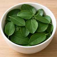 Nouvelle Collection Herbojit – Poudre de Feuilles de Sidr (Ziziphus) Indien 100% Pure, Naturelle et Séchée, pour Usages Santé, 25kg, Prix Bas