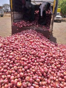 Oignon rouge frais de haute qualité, bulbe entier non pelé, 30 cm, 25 kg, Afrique, prix de gros bon marché +255787979235 - Product Image 6
