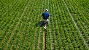 Arado de Surco para Mini Tractor NTH-2.M-JS Tipo Giratorio NTH-2 para Campos de Arroz - Product Image 4