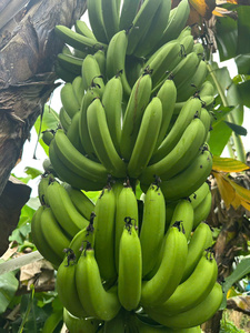 BANANE VERTE CAVENDISH FRAICHE Qualité Premium 13kg avec HAUTE QUALITÉ et BON PRIX du VIETNAM pour l'EXPORTATION dans le MONDE ENTIER - Product Image 5