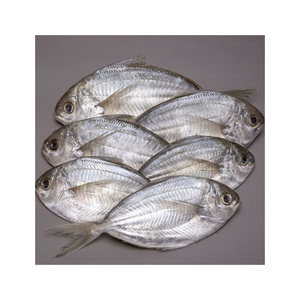 Low price frozen butterfish high quality fish portion prepared for <b>large</b> volume shipment and fast delivery - Product Image 3