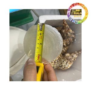 Premium Capiz <b>Shell</b> Panels for <b>Lighting</b> Lampshade Decoration Translucent Natural <b>Shell</b> Sheets - Product Image 6