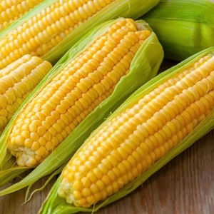 ข้าวโพดเหลืองออร์แกนิกขายดีที่สุด ไม่ใช่พืช GMO อบแห้งแบบแช่แข็ง ไม่เหนียวเหนอะหนะ สำหรับบริโภคโดยมนุษย์ น้ำหนัก 10 กก. อายุการเก็บรักษา 24 เดือน - Product Image 2