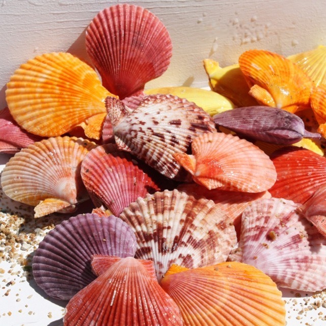 Coquilles de pétoncles colorées (Taille : 8 cm - 9 cm)