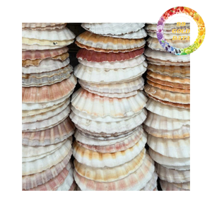 Conchas de Vieira Naturales Decorativas para Arte con Conchas, Decoración Floral y Recuerdos de Boda - Product Image 5