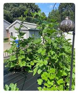 A-Frame Garden <b>Trellis</b> for Climbing Plant Outdoor - Product Image 2