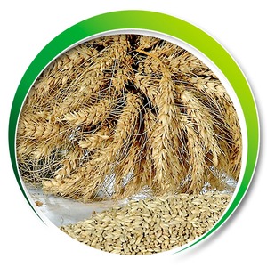 Grano de Cebada Premium para Nutrición Ganadera, Cebada 100% Pura para Alimentación Animal, Limpia y Seleccionada, Empaque a Granel para Exportación - Product Image 6