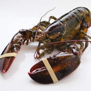 Fournisseur direct de homards rouges canadiens congelés vivants, homards épineux d'Autriche, grossistes en fruits de mer, emballage en vrac à vendre - Product Image 6