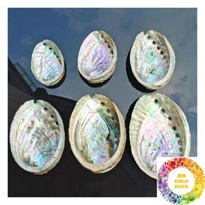 Natural Abalone <b>Shell</b> for Home Decoration Table Display Interior Decor Coastal Style <b>Ornament</b> and Creative Arrangement - Product Image 6