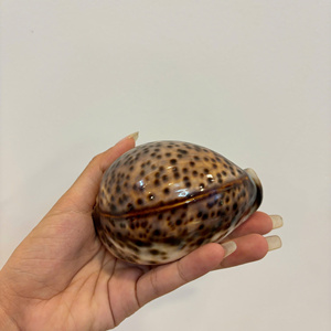 <b>Large</b> Polished Natural Leopard Cowrie Seashell Glossy Spotted Porcelain Shell Home Decor Table Ornament Supplier - Macy - Product Image 2