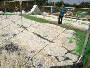 เกล็ดปลาแห้งที่ดีที่สุดจาก99ข้อมูลทองคำ - Product Image 5