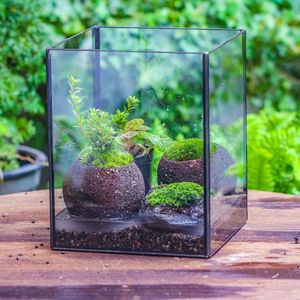 Terrario de Metal y Vidrio Personalizado, Moderno, para Plantas de Interior, Suculentas, Plantas Aéreas y Terrarios DIY - Product Image 5