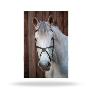 บังเหียนหนังแกะแบบกราเคล ขนาดมาตรฐานสำหรับขี่ม้าแบบอังกฤษ เพื่อความสบายของม้า - Product Image 5