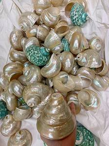 เปลือกหอยเทอร์โบสีเบอร์เบิร์กสุดหรูงานฝีมือจากธรรมชาติเทคนิคการขัดเงาของเวียดนามงานฝีมือตกแต่งสไตล์สัตว์ - Product Image 3