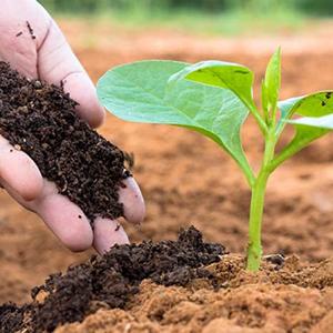 Vermicompost organique granulaire, amendement du sol pour la croissance des plantes, engrais écologique - Product Image 5