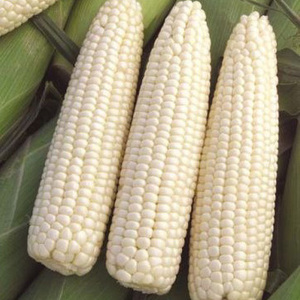 Hot Best <b>Dried</b> White Maize / <b>Dried</b> Yellow Corn for Animal Feed White Corn Maize for Human & Animal Feed for Sale 50kg Packaging - Product Image 6