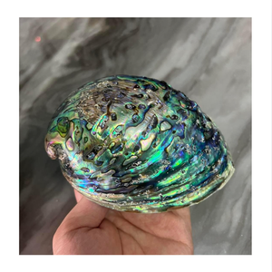 Coquille d'ormeau brute écologique, forme naturelle, couleur irisée, matériau artisanal de collection du Vietnam - Product Image 1