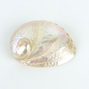 Hot sale polished cut <b>abalone</b> <b>shells</b> cheapest price sea <b>shell</b> in bulk decorative seashells - Product Image 4
