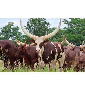 Ganado Ankole para Compra al por Mayor y Comercio B2B Global - Product Image 5