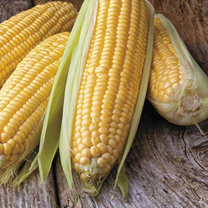 Fournisseur en gros de maïs jaune séché en vrac / maïs en grains - Product Image 4