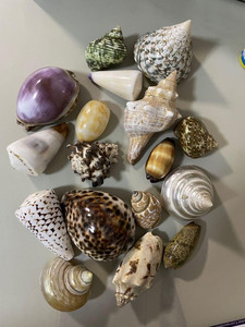 เปลือกหอยสีขาวธรรมชาติสำหรับตกแต่งบ้านสไตล์มินิมอล - Product Image 6