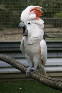 Moluccan Cockatoo Birds for Aviculture Breeding Ornamental Bird Farms <b>Aviaries</b> and Wholesale Supply - Product Image 4