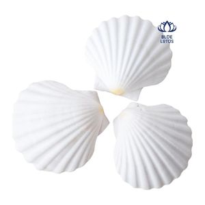 Poudre de coquille de palourde la plus vendue en 2026 pour le traitement de l'eau et source de calcium, qualité export OEM ODM, vente en gros - Product Image 5