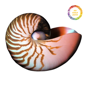 Exquisitas conchas Nautilus de cámara, artesanía natural de alta calidad para decoración única y arte de joyería - Product Image 2