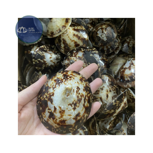 [MEJOR VENDIDO] |   Suministro de Escamas de Concha de Limpet Azul Triturado |   Materia prima para arte en resina, manualidades DIY, Vietnam - Product Image 1