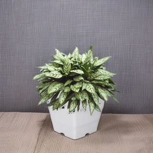 Maceta de Vietnam al mejor precio-Wave Square Pot - Product Image 2