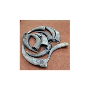 Cuerno Natural Crudo de Búfalo y Punta de Cuerno en Colores Negro y Natural para Tamaños y Cuernos Personalizados - Product Image 2