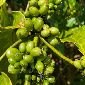 Luxury Vietnamese Green <b>Robusta</b> <b>Coffee</b> <b>Beans</b> | Exclusive Export-Grade Bulk Supply | Natural Unroasted Seeds | OEM/ODM Service - Product Image 2