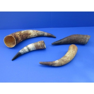 Cuernos de Vaca Naturales al por Mayor con Texturas y Curvas Originales para Fabricación Artesanal, Talleres y Uso en Tallado - Product Image 1