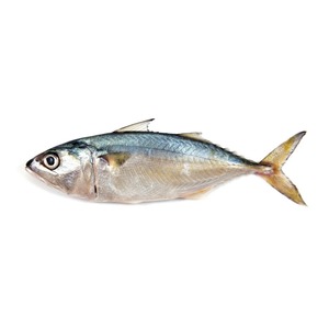 Pescado Atún Congelado IQF de Alta Calidad con Aroma Fresco y Textura Firme - Calidad Duradera para la Industria Alimentaria y Venta Minorista - Product Image 1