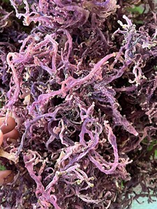 สาหร่ายมอสคุณภาพสูง สีขาว/ทอง/ม่วง ยูเชียม่า คอตตอนนี จากซัพพลายเออร์เวียดนาม - Product Image 6