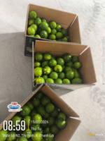 Verse groene limoen citrusvrucht rijp Vietnam koude opslag natuurlijke smaak verwerking gebruik