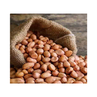 Kacang Tanah India Ukuran Besar 40/50 Kualitas Ekspor Maks 7-9% Kadar Air Ukuran Dapat Disesuaikan (5kg-50kg) Kantong PP/Jute Internasional