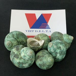 100% Natural Hermit <b>Crab</b> <b>Shells</b> and Seashell-Ideal for Collecting, Nautical Decor, and Vivarium Design/ Ms. Lima - Product Image 4