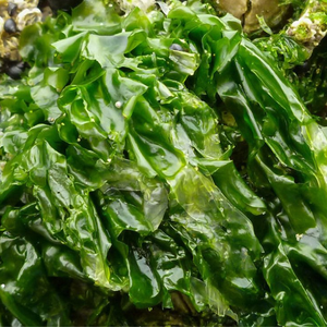 Mejor Precio en Polvo de Algas Verdes al por Mayor Directamente de Fábrica en Vietnam - Product Image 2