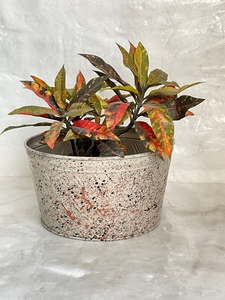 Round Metal Flower Pot <b>Tray</b> with Diamond Pattern Galvanized Finish Retro Style for Indoor Outdoor Use - Product Image 3