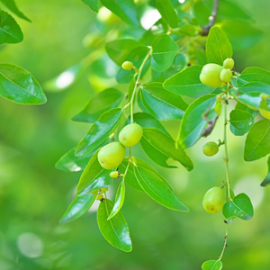 Poudre de Qasil Pure pour la Beauté à Base de Plantes, la Réparation des Cheveux et les Soins de la Peau, Renforce la Force des Cheveux - Product Image 1