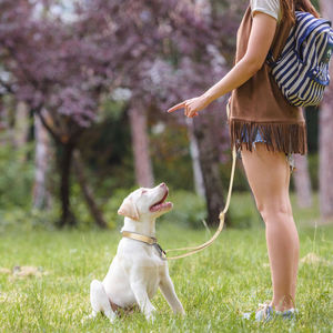 Suministros de verano para mascotas al aire libre: Chaleco reflectante nocturno con correa para perro, arnés de malla transpirable para gato, correa de pecho de nailon estampada suave al por mayor - Product Image 5