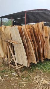 Plaques de placage en bois d'acacia du Vietnam pour la fabrication de contreplaqué et de noyaux de portes - Product Image 4