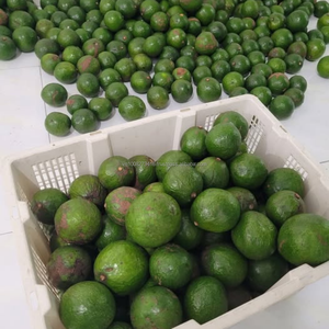 Frozen Avocado Halves/Chunks/<b>Dices</b>/Slices/IQF Cubed Fruit Bulk Supply with Water Preservation for Smoothies & Baking - Product Image 6