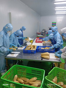 ข้าวโพดหวานต้มแช่แข็งออร์แกนิก IQF พร้อมรับประทาน สะดวกสำหรับทำสลัด ซุป ผัด ข้าวผัดเนย บรรจุภัณฑ์สุญญากาศ 1 กก. เวียดเดลต้า - Product Image 3