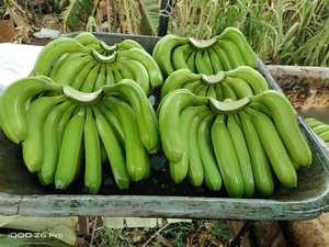 Plátanos Cavendish Verdes Austríacos Frescos de Primera Calidad, Grado 1, Sabor Natural Dulce y Suave, Caja de 13.5 kg, Almacenamiento en Frío, Mejor Precio - Product Image 3