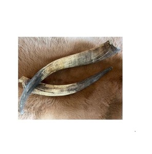 Par de Cuernos de Búfalo Pulidos para Decoración de Pared, Diseño Art Deco, Grandes de 27 a 35 Pulgadas, para Bodas, Cumpleaños, Aniversarios - Product Image 6